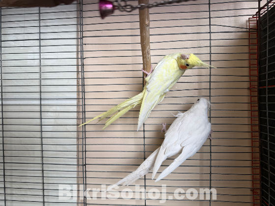 Lutino Cockatiel sell hobe
